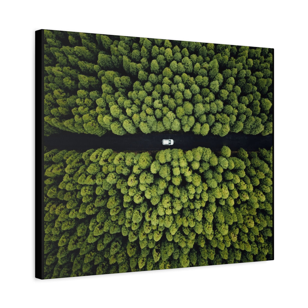 Canvas Aerial Forest Road