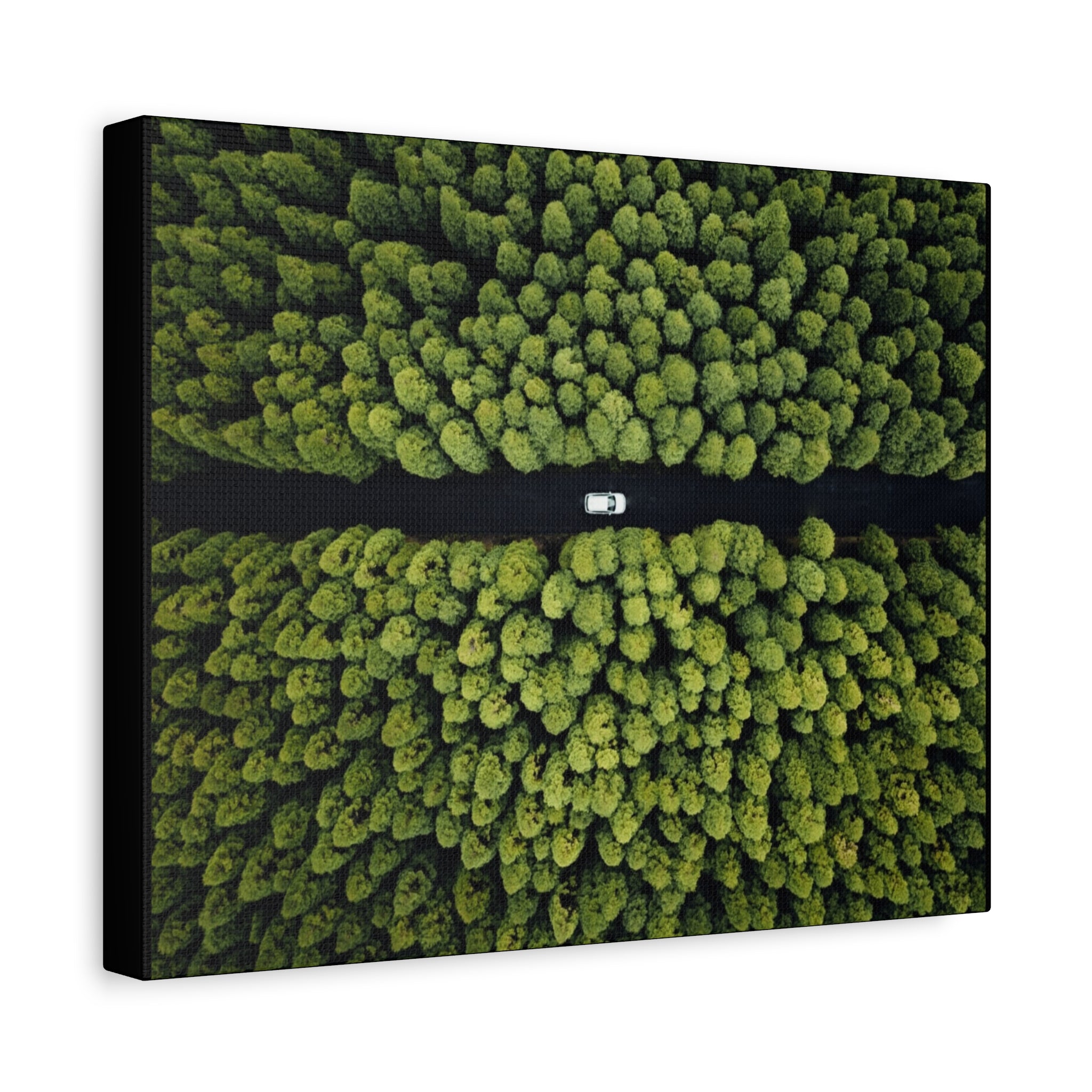Canvas Aerial Forest Road