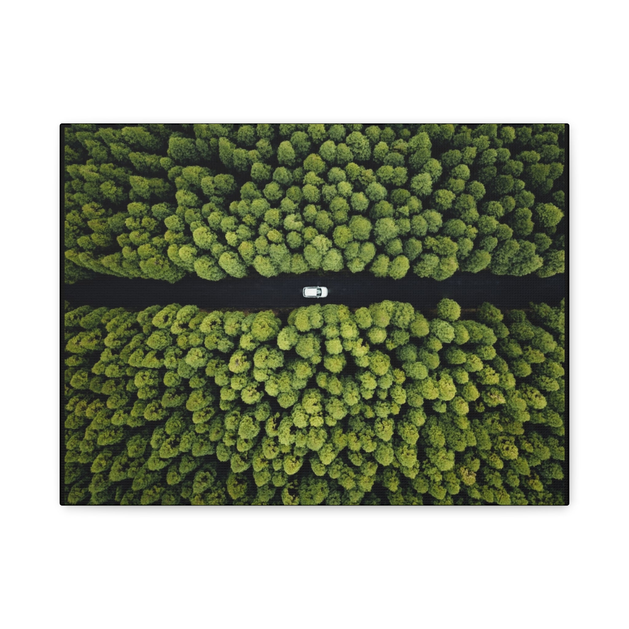 Canvas Aerial Forest Road