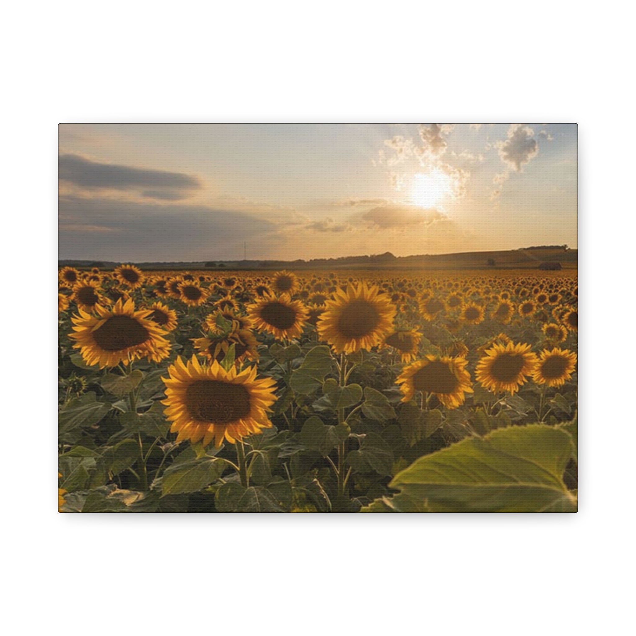 Canvas Sunflower Field at Sunset