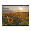 Canvas Sunflower Field at Sunset