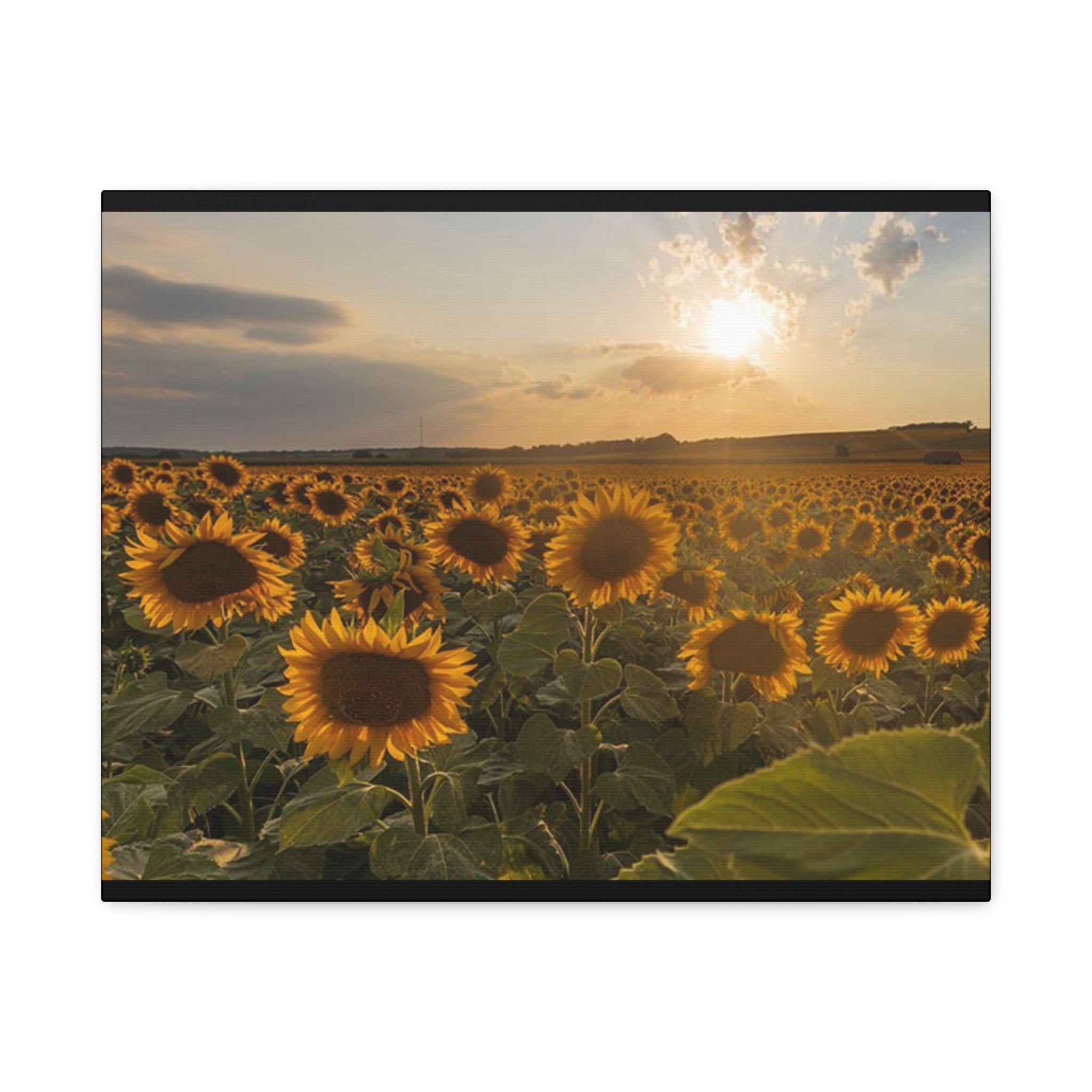 Canvas Sunflower Field at Sunset