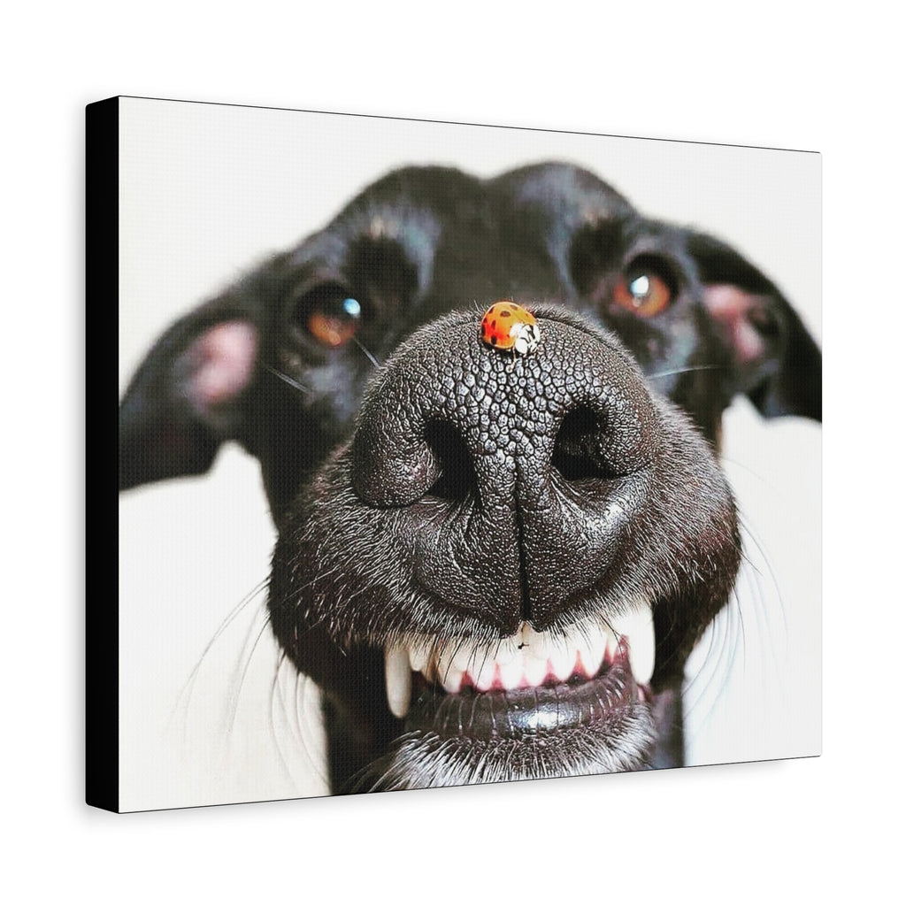 Canvas Smiling Black Dog Nose with Ladybug