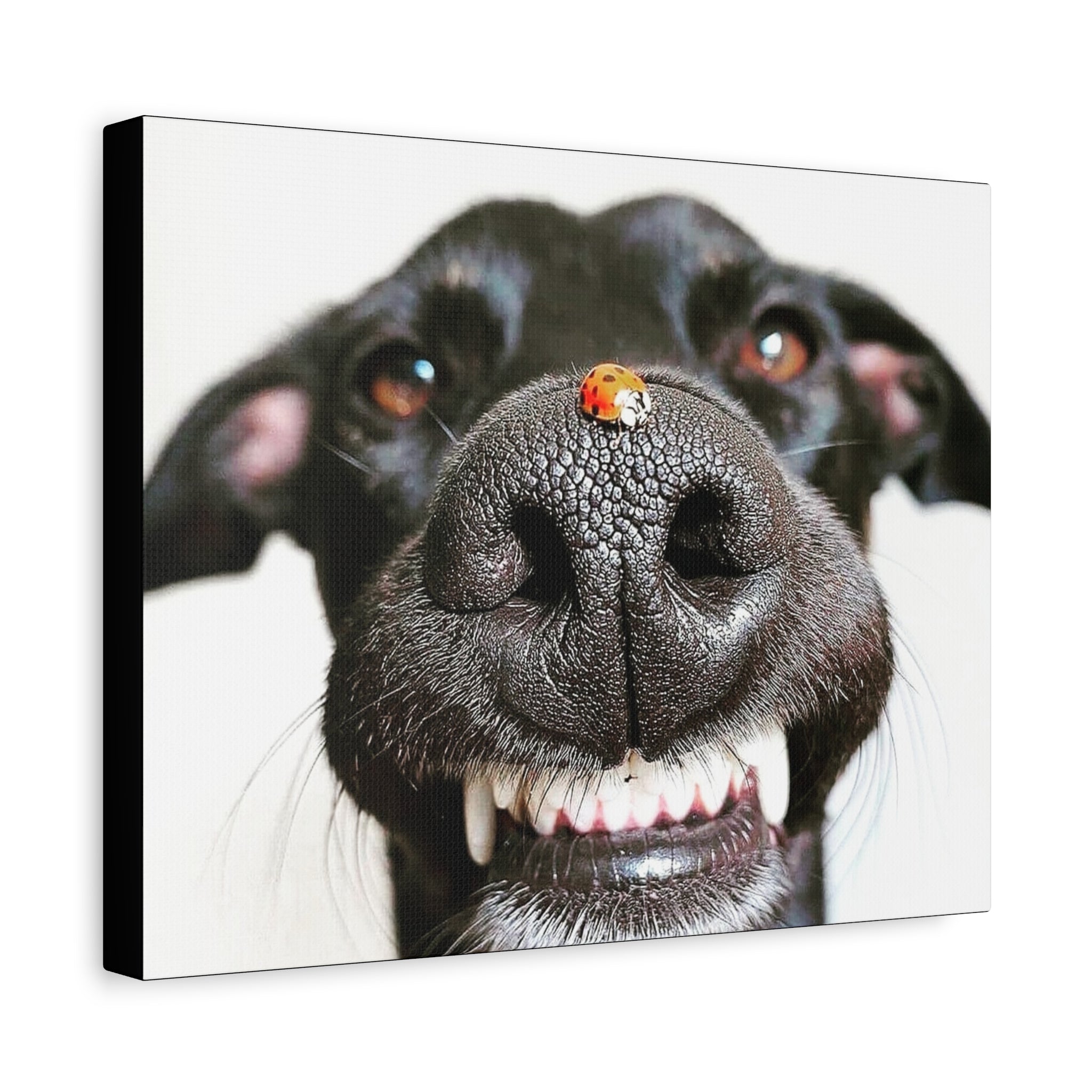 Canvas Smiling Black Dog Nose with Ladybug