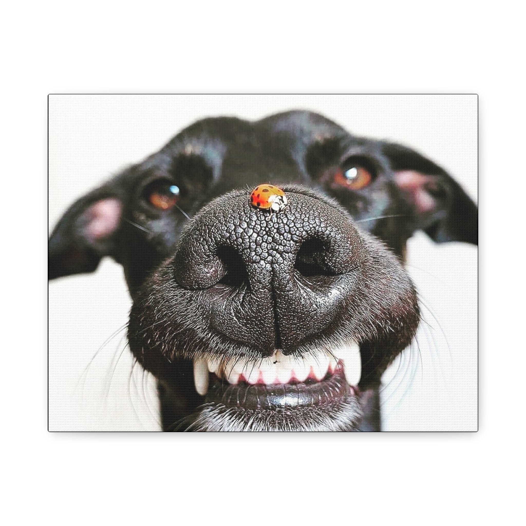Canvas Smiling Black Dog Nose with Ladybug