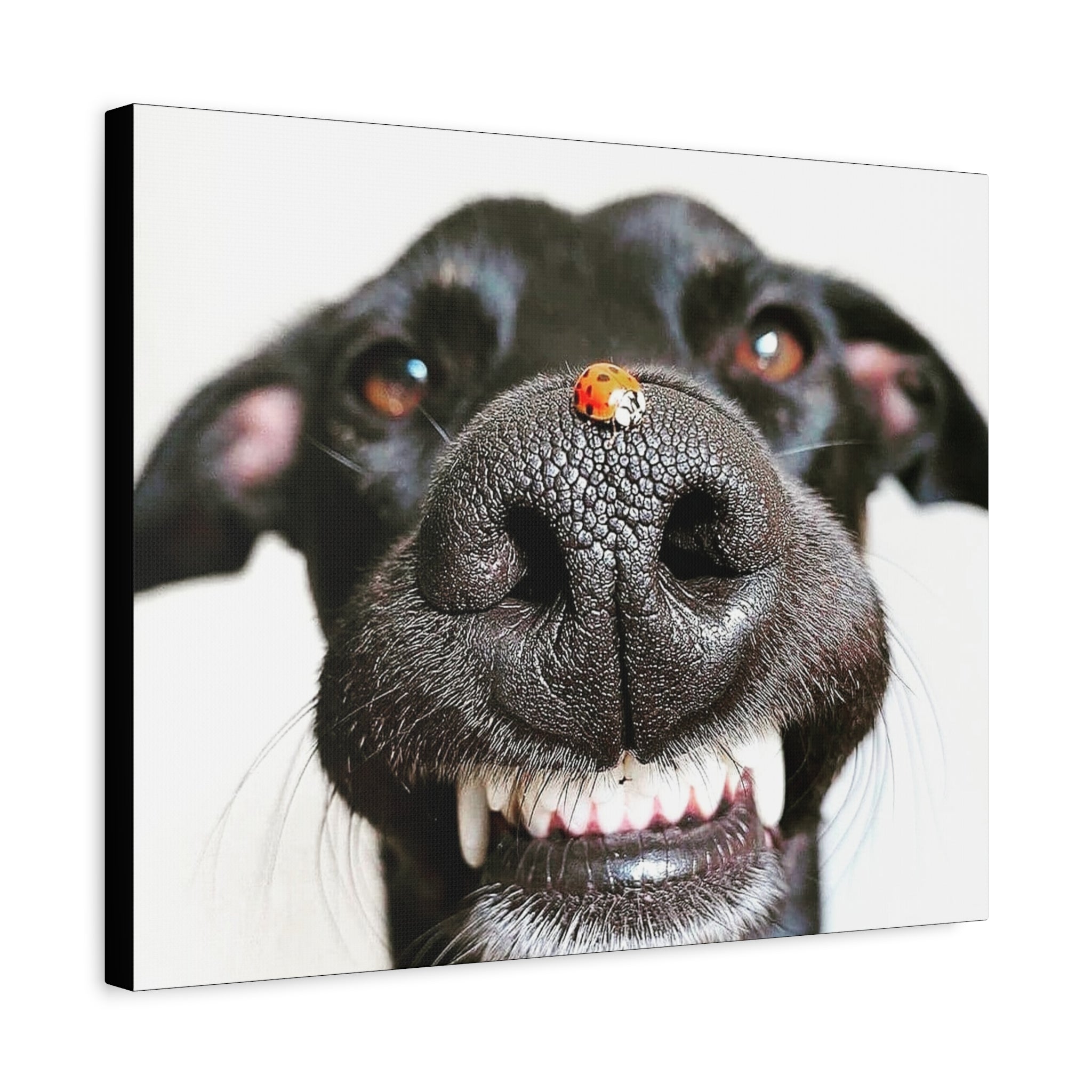 Canvas Smiling Black Dog Nose with Ladybug
