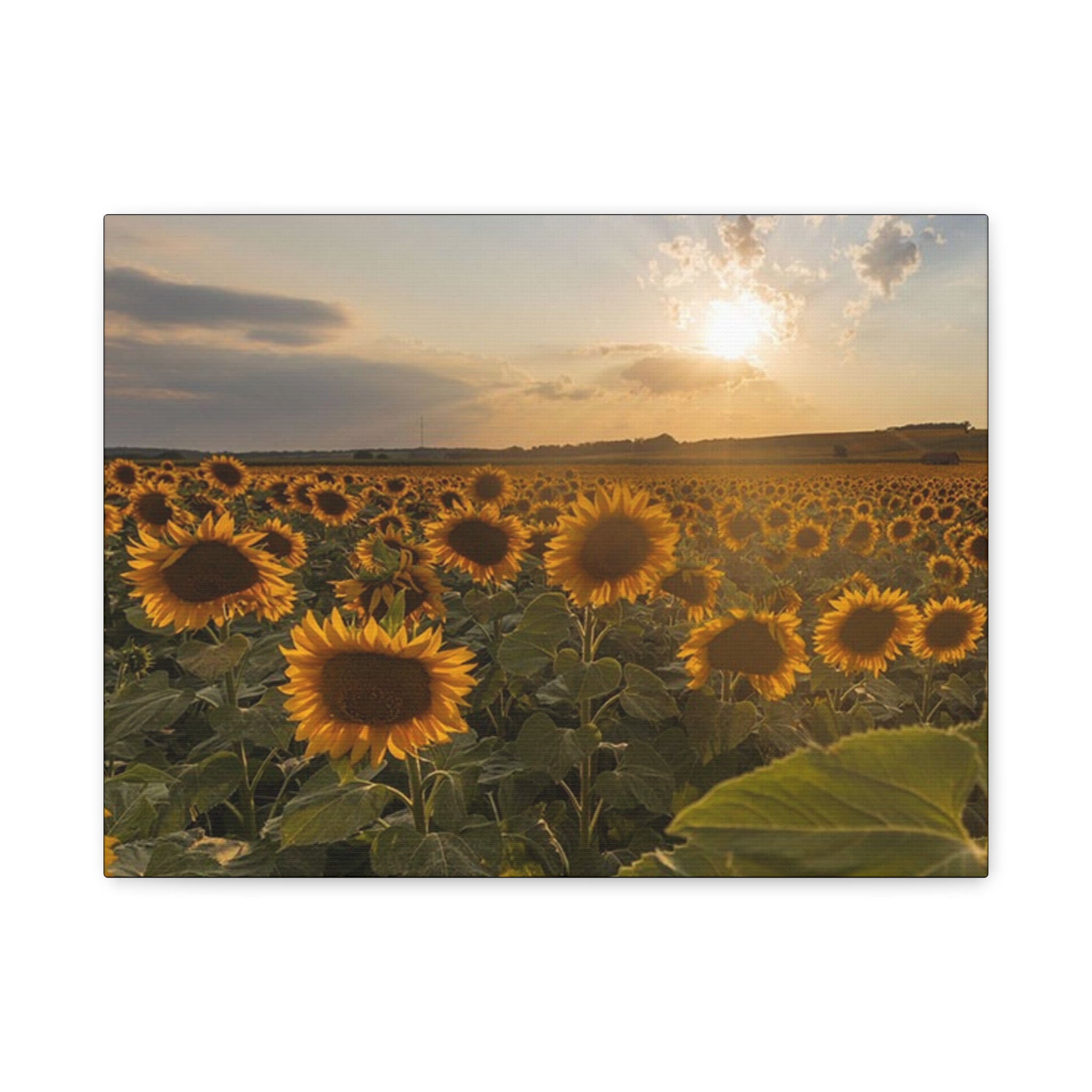 Canvas Sunflower Field at Sunset