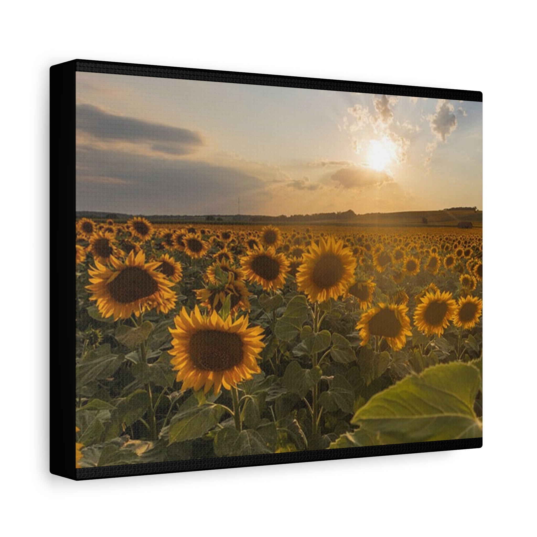 Canvas Sunflower Field at Sunset