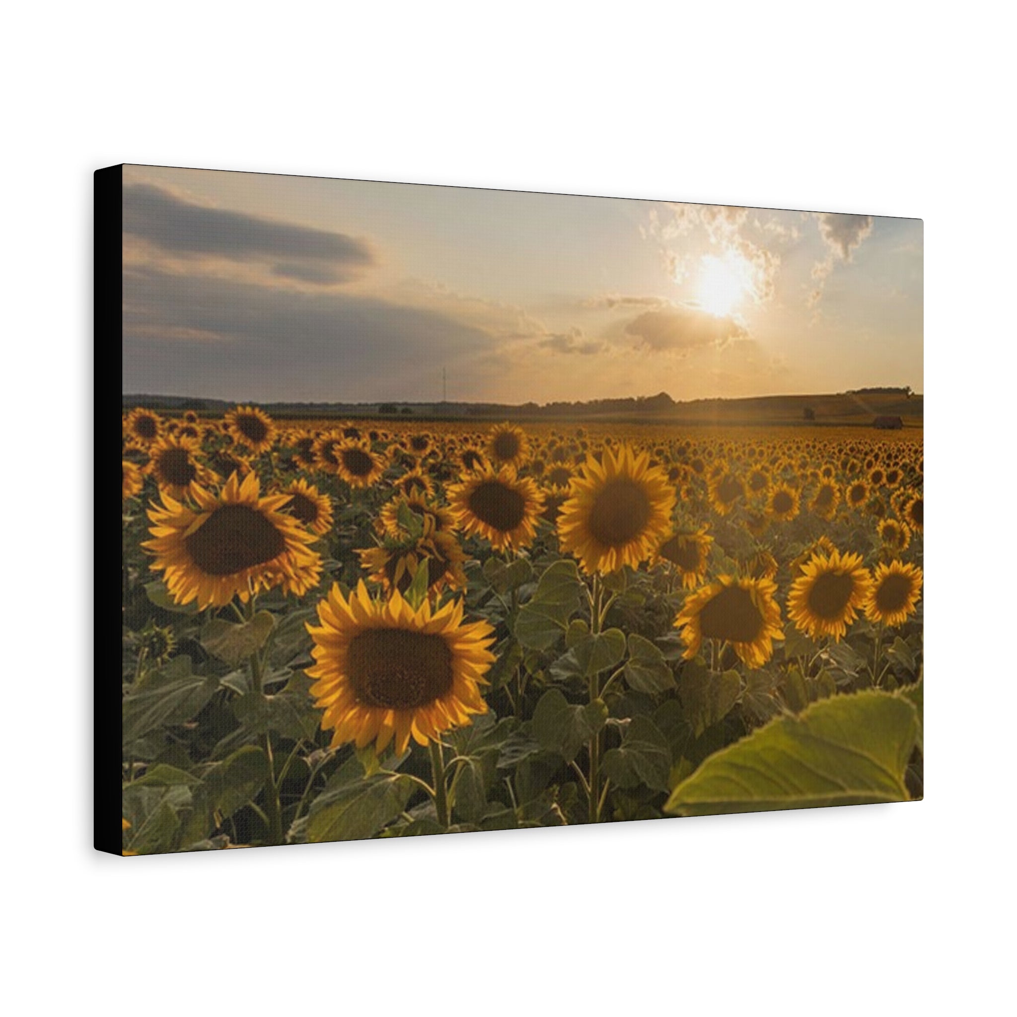Canvas Sunflower Field at Sunset