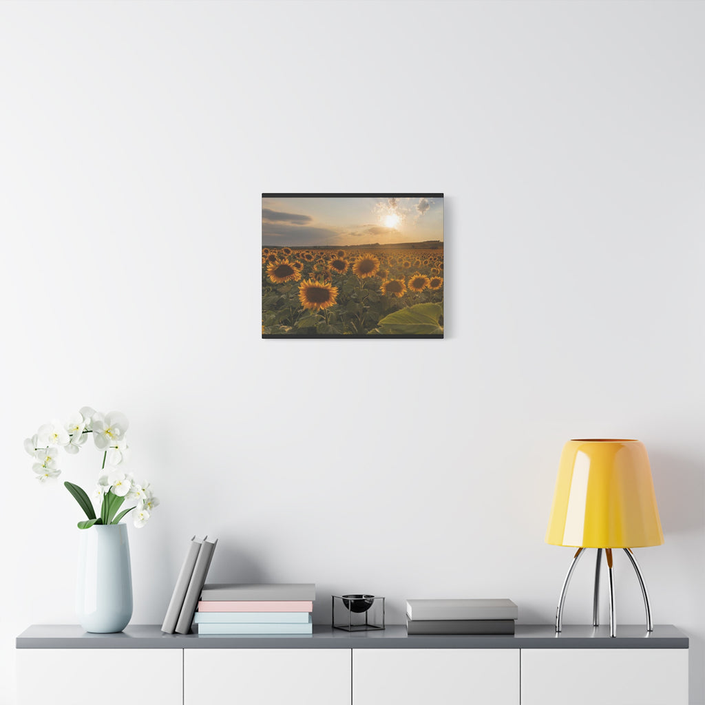 Canvas Sunflower Field at Sunset