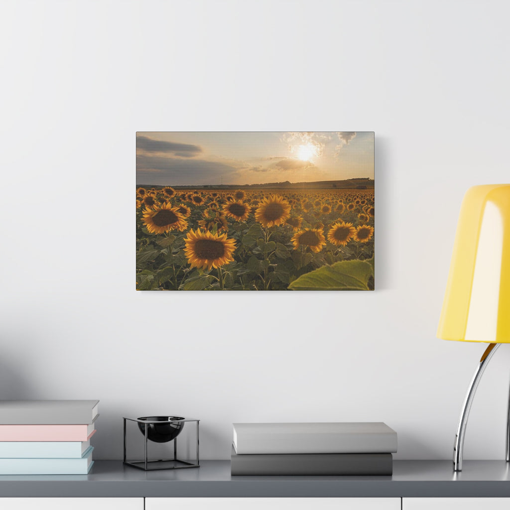 Canvas Sunflower Field at Sunset