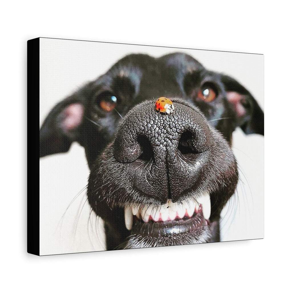 Canvas Smiling Black Dog Nose with Ladybug