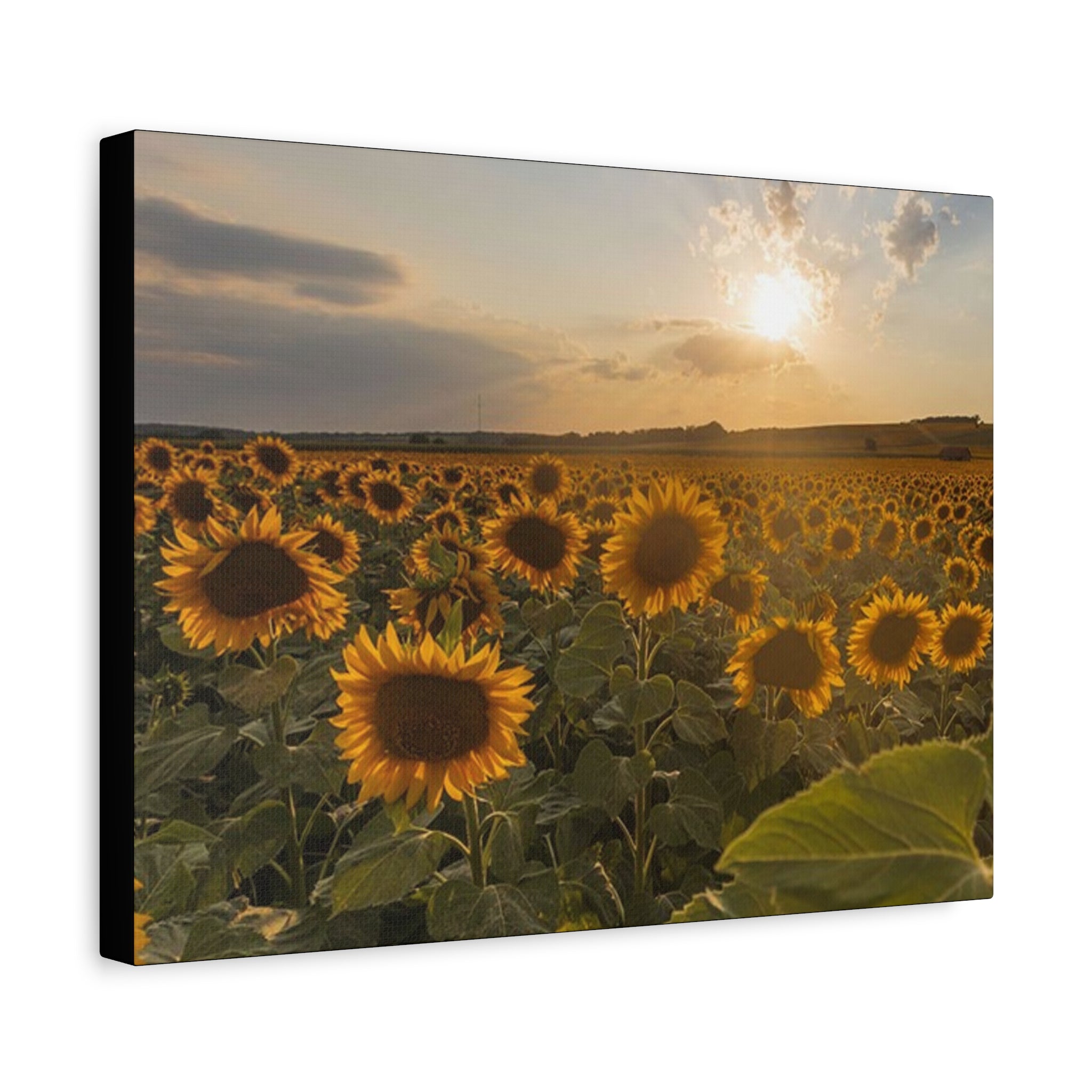 Canvas Sunflower Field at Sunset