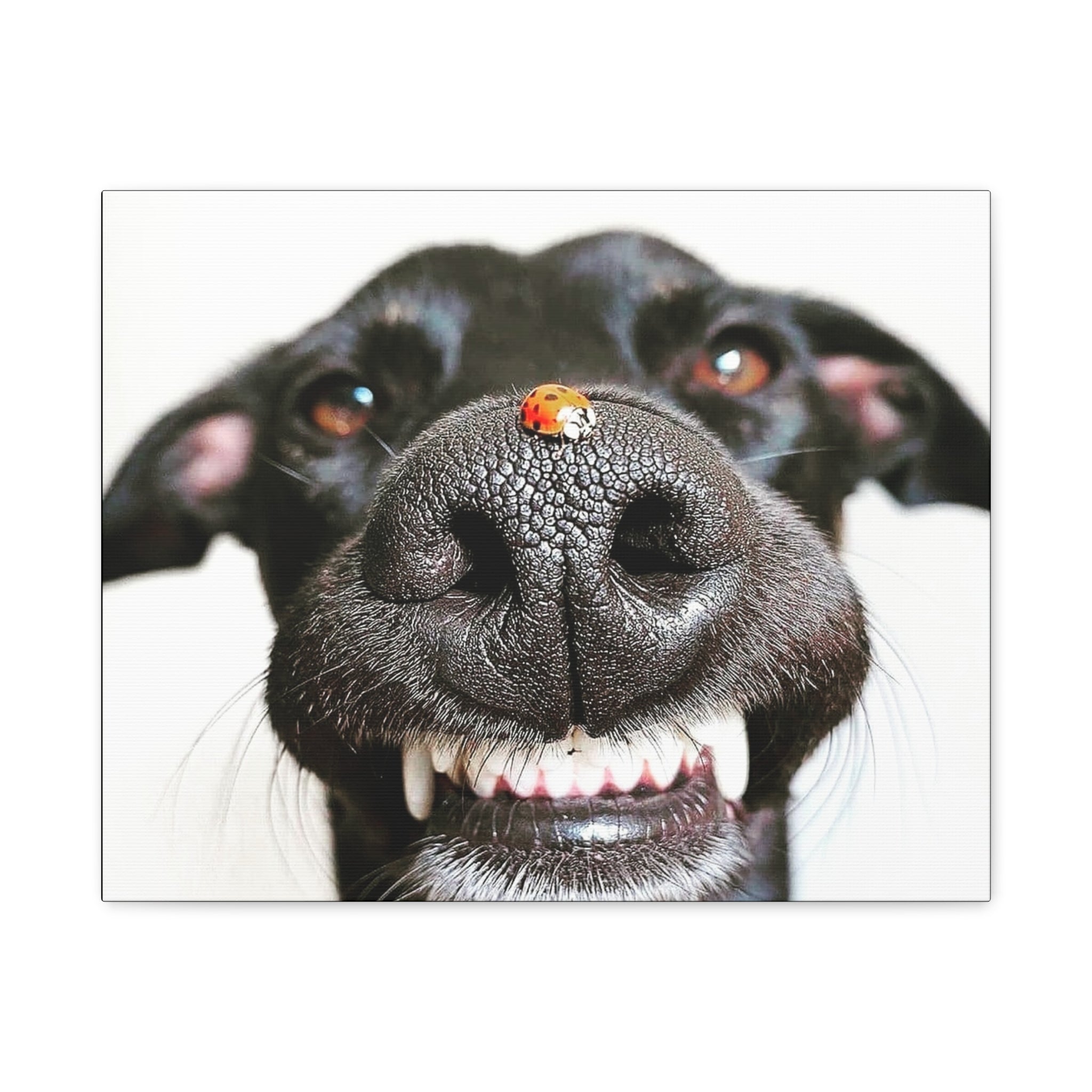 Canvas Smiling Black Dog Nose with Ladybug