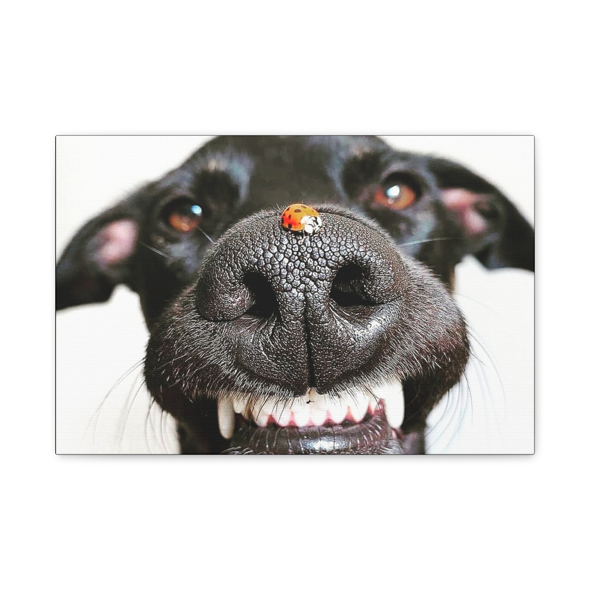 Canvas Smiling Black Dog Nose with Ladybug