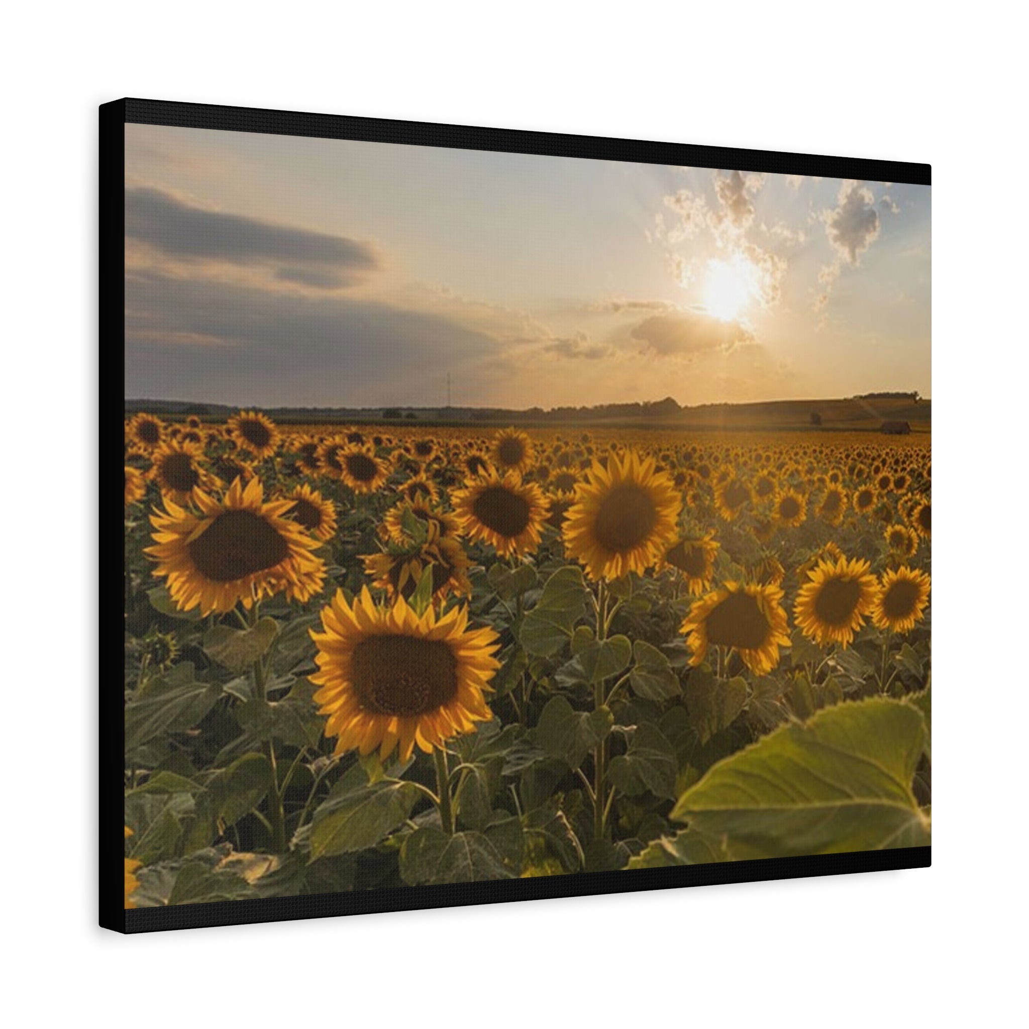 Canvas Sunflower Field at Sunset