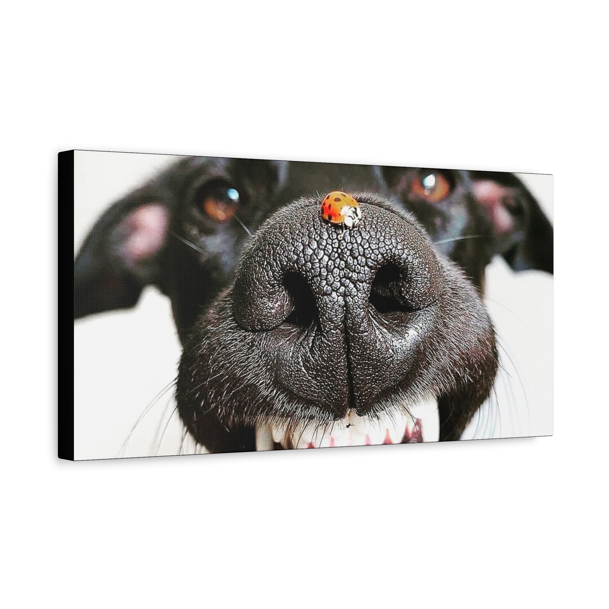 Canvas Smiling Black Dog Nose with Ladybug