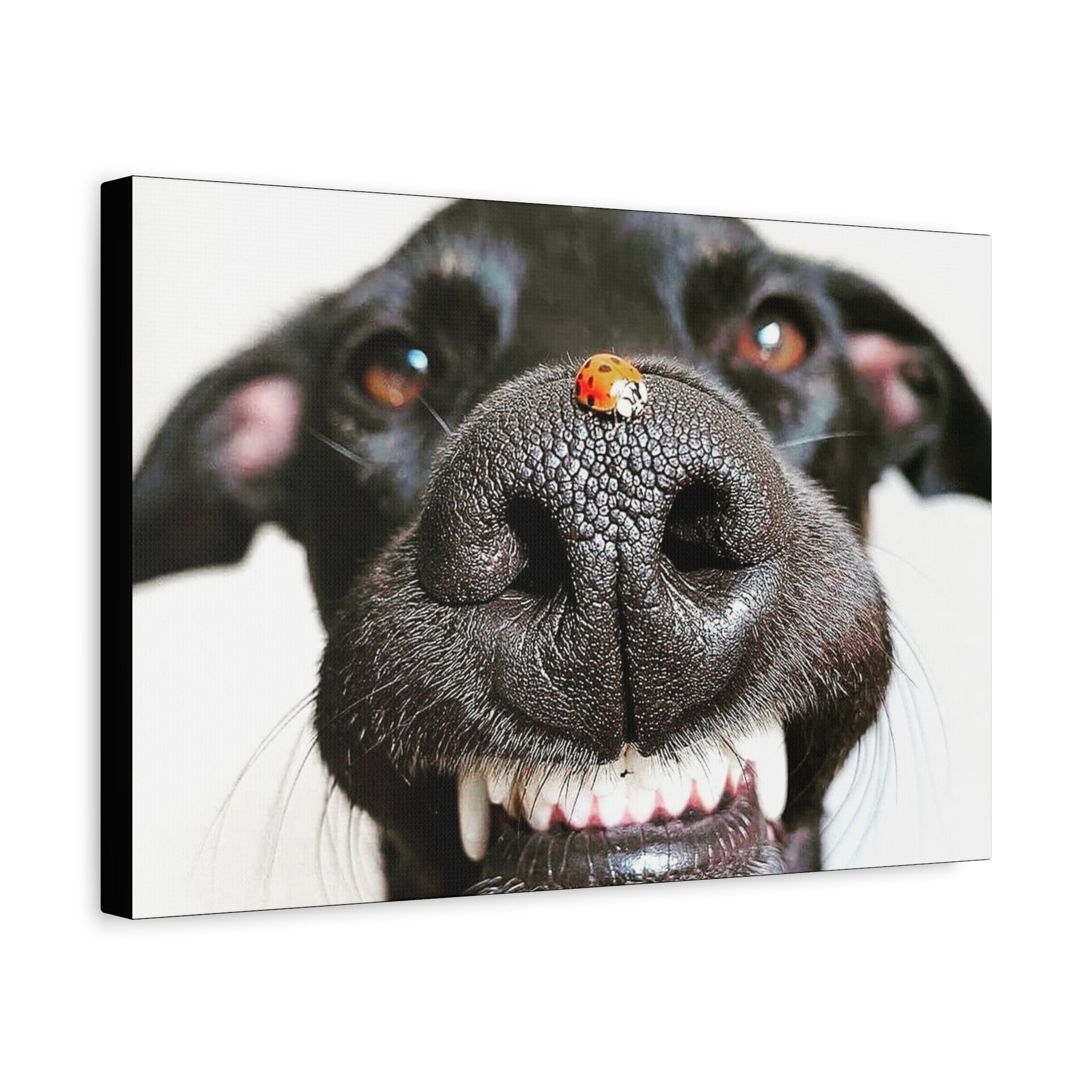 Canvas Smiling Black Dog Nose with Ladybug