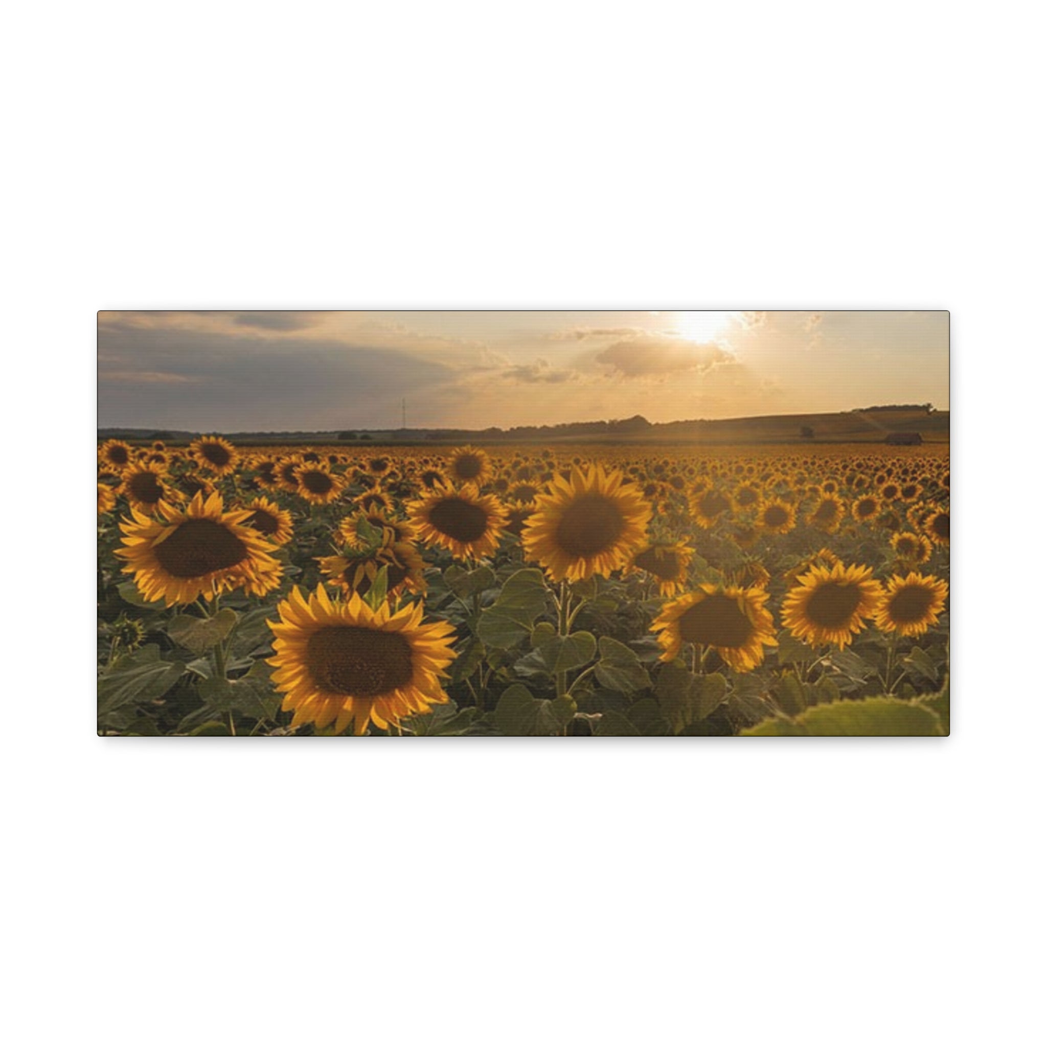 Canvas Sunflower Field at Sunset