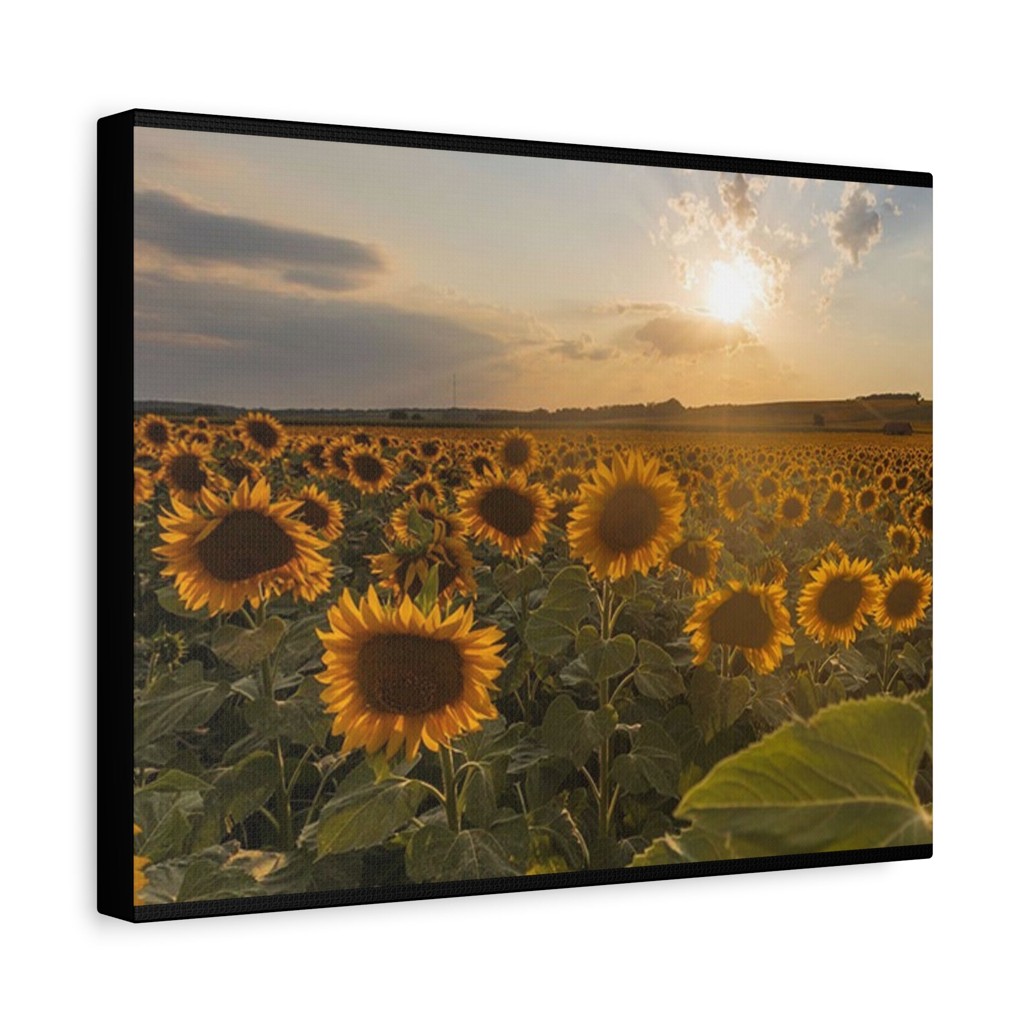 Canvas Sunflower Field at Sunset