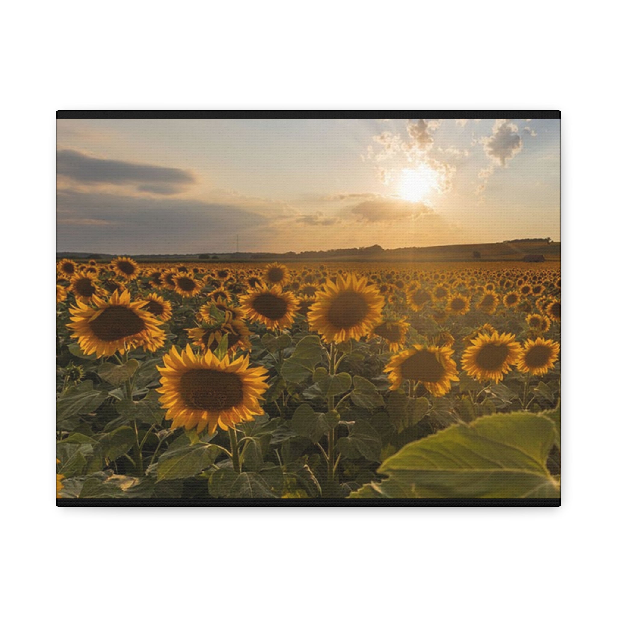 Canvas Sunflower Field at Sunset