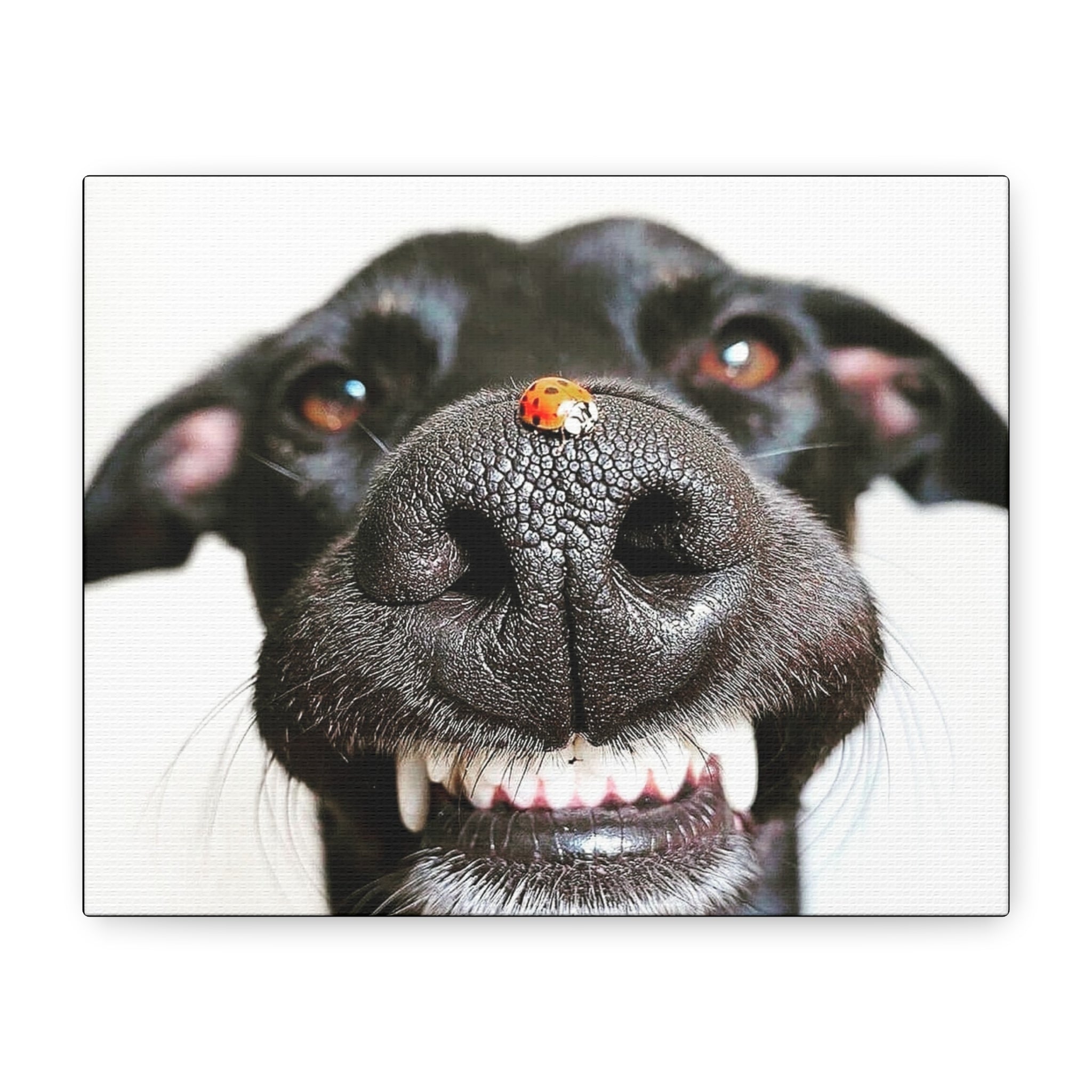 Canvas Smiling Black Dog Nose with Ladybug