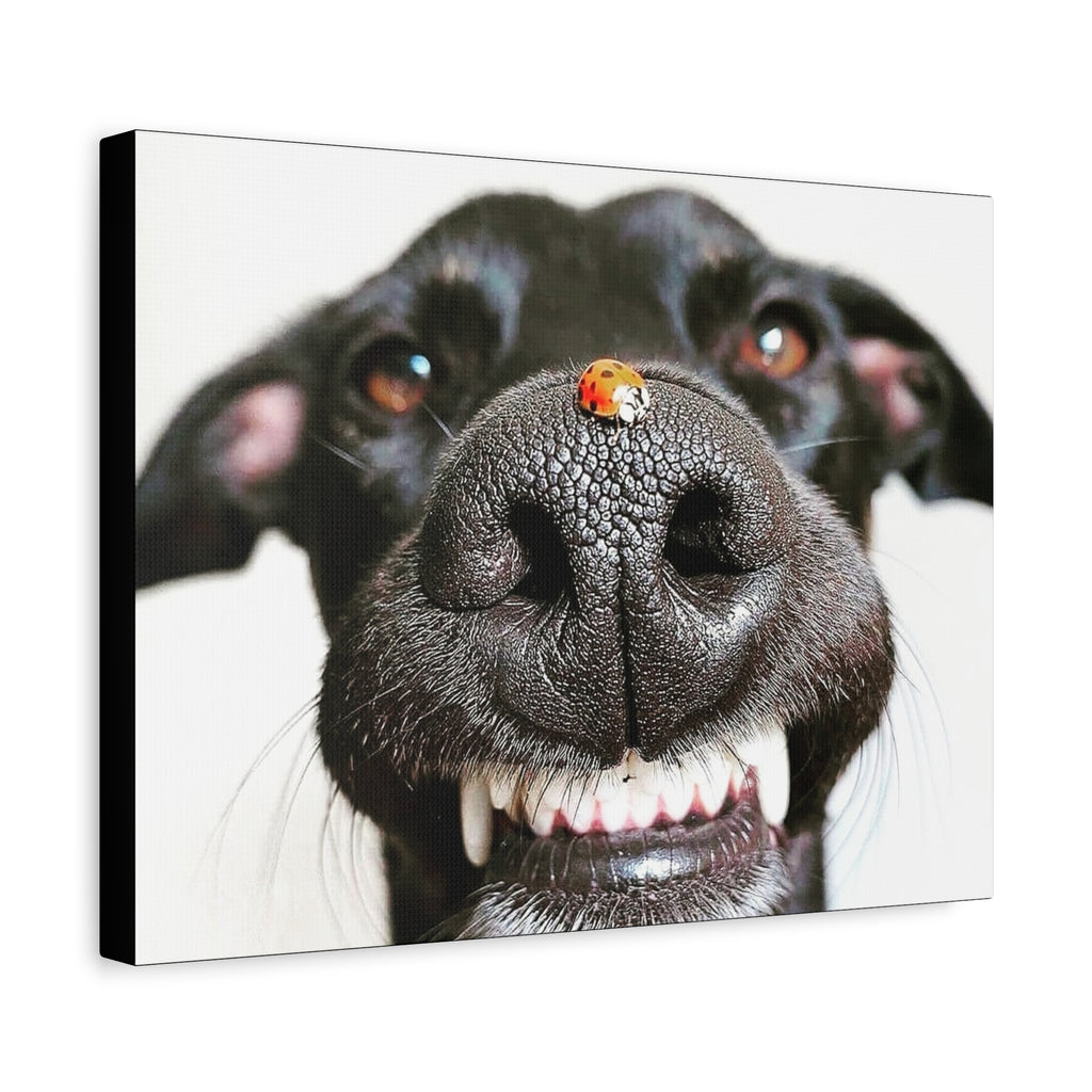 Canvas Smiling Black Dog Nose with Ladybug