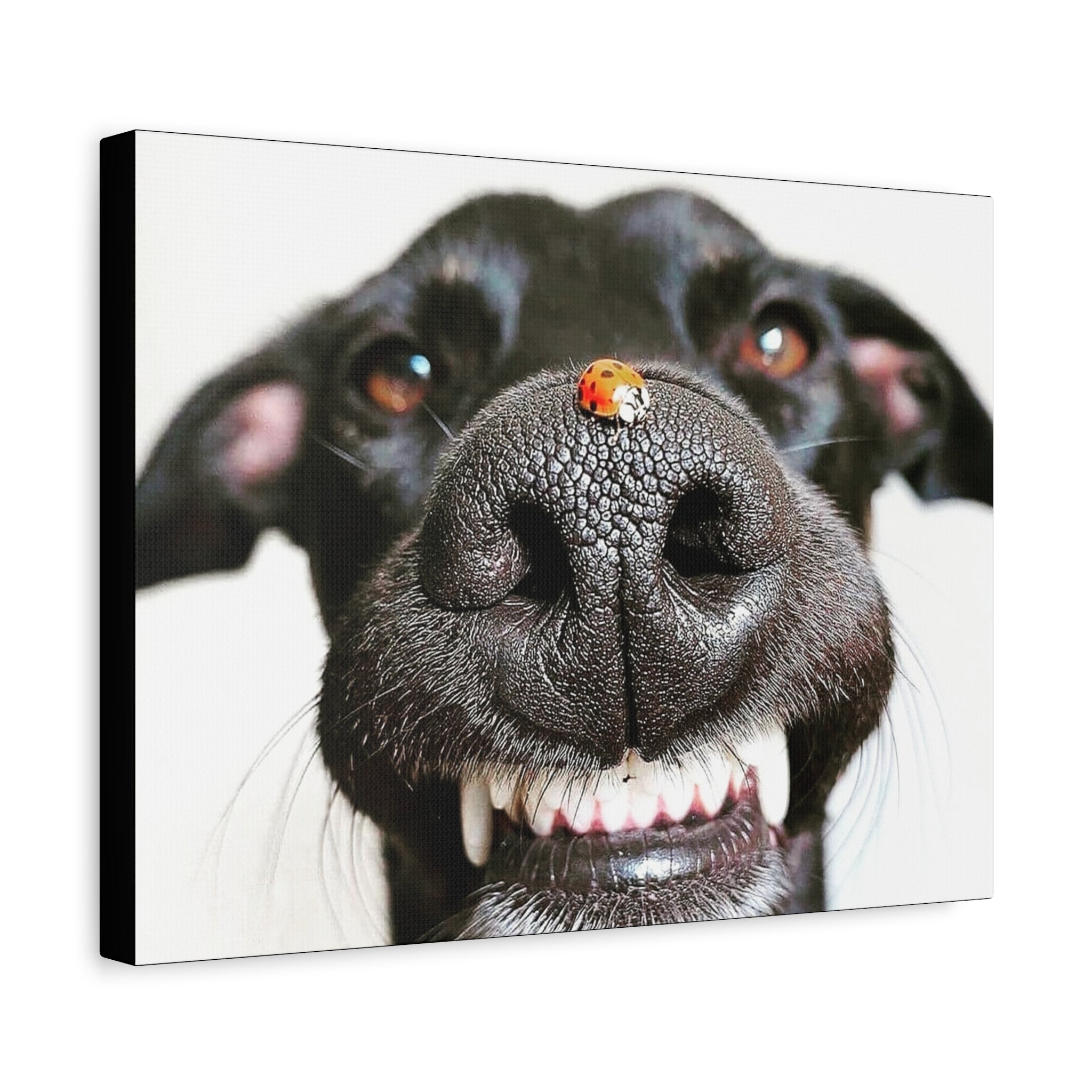 Canvas Smiling Black Dog Nose with Ladybug