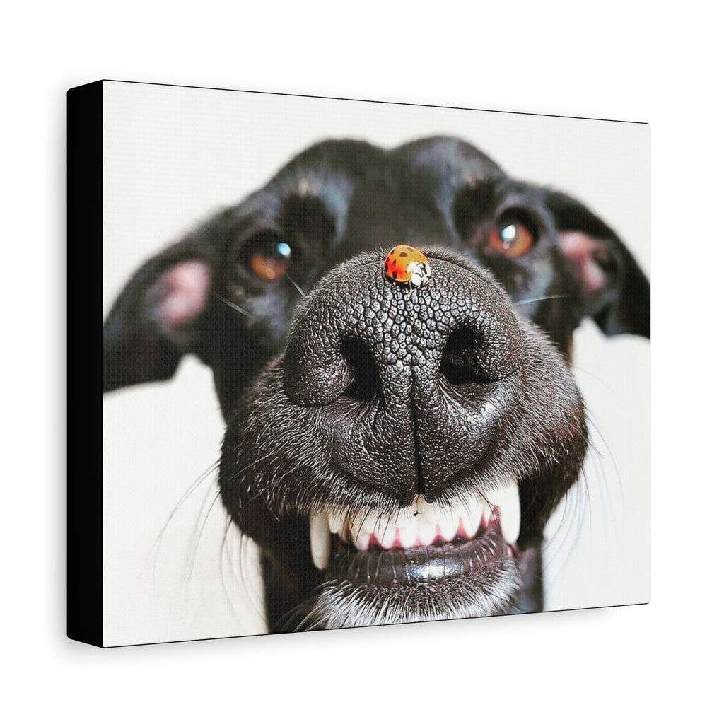 Canvas Smiling Black Dog Nose with Ladybug
