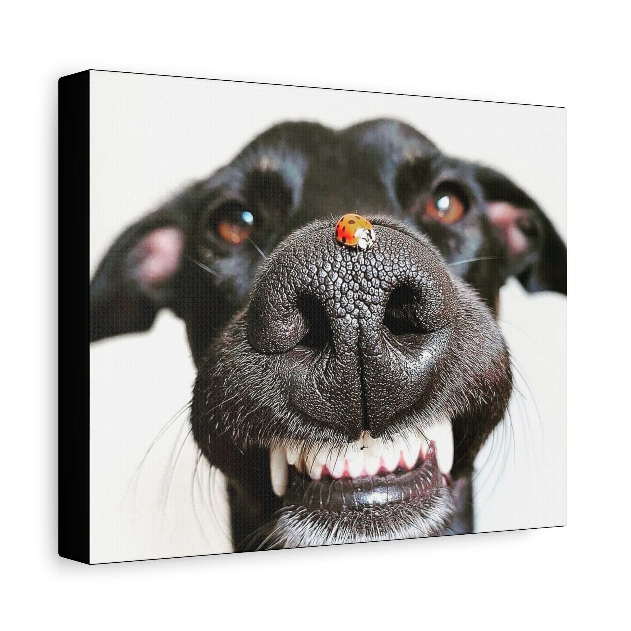 Canvas Smiling Black Dog Nose with Ladybug