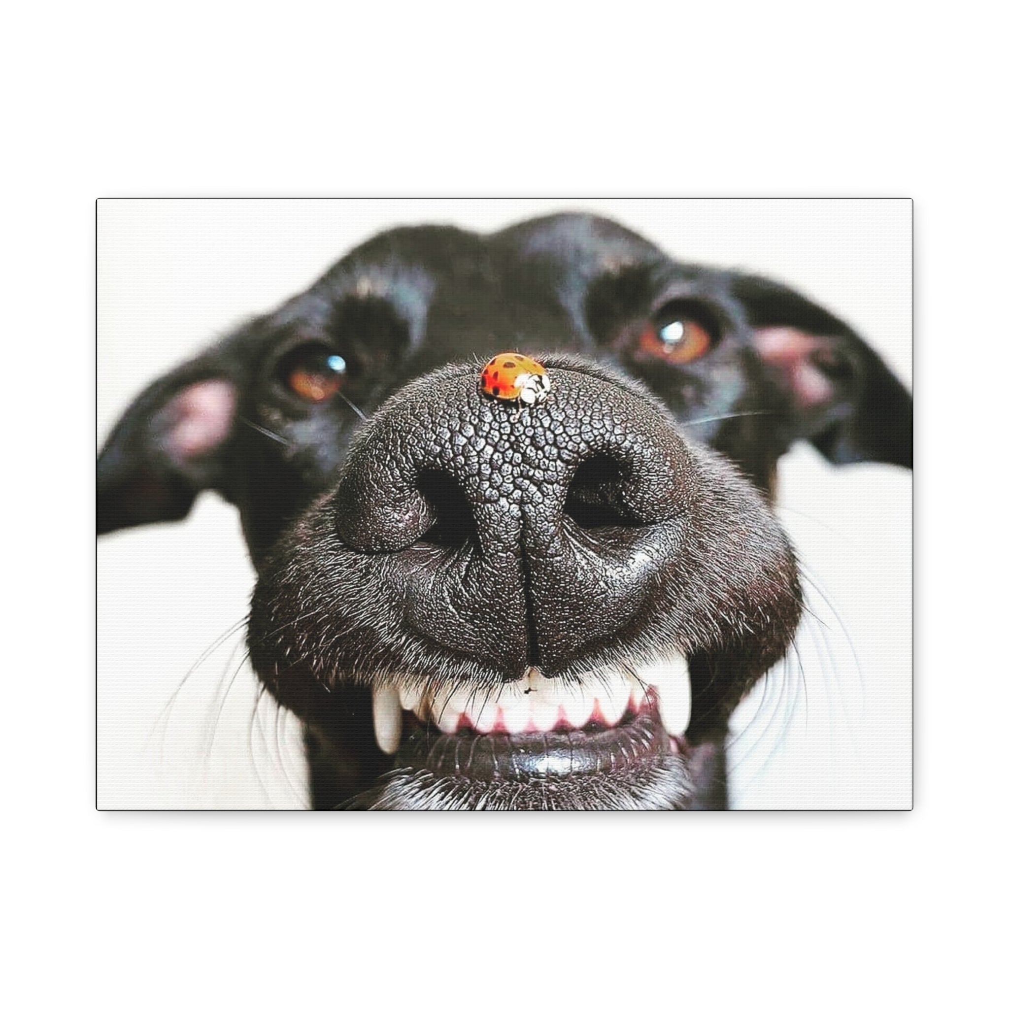 Canvas Smiling Black Dog Nose with Ladybug