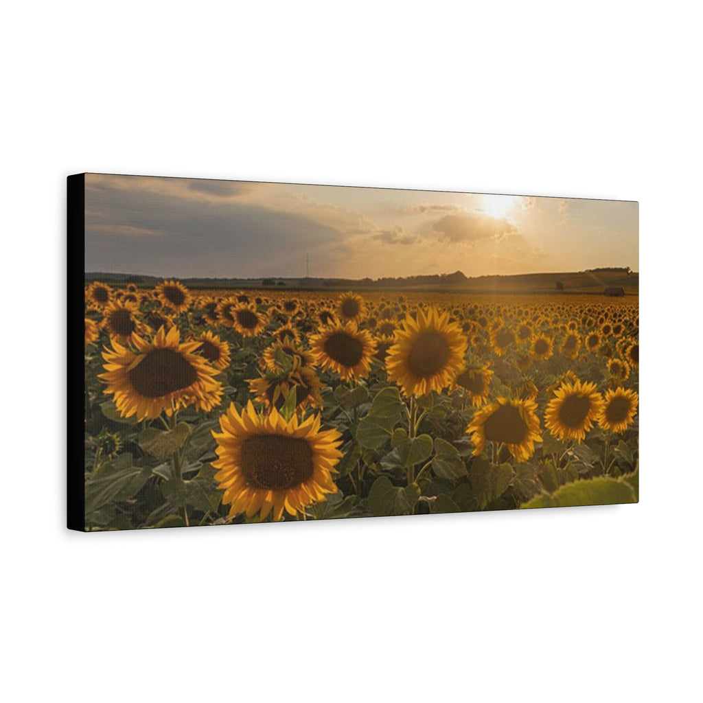 Canvas Sunflower Field at Sunset