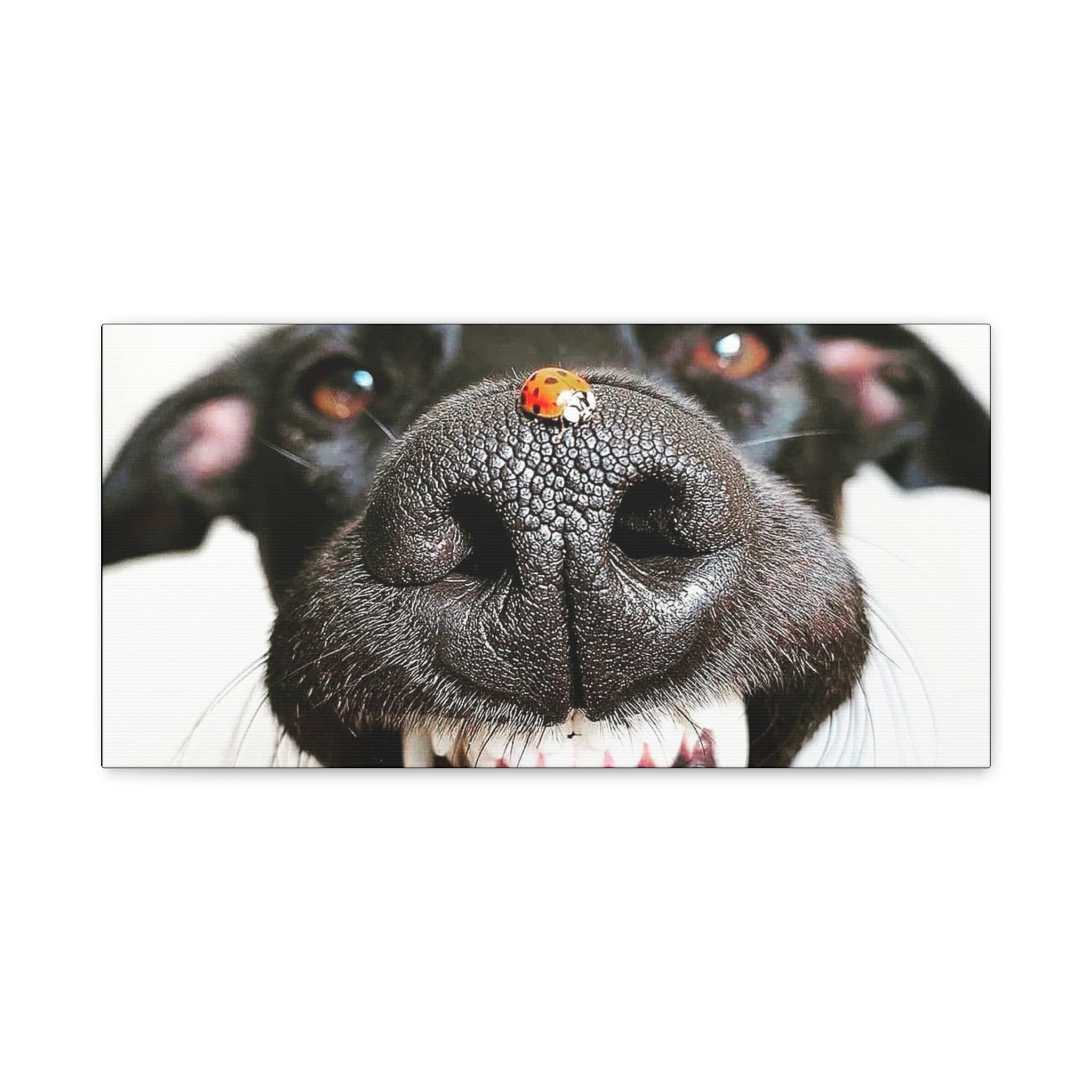 Canvas Smiling Black Dog Nose with Ladybug