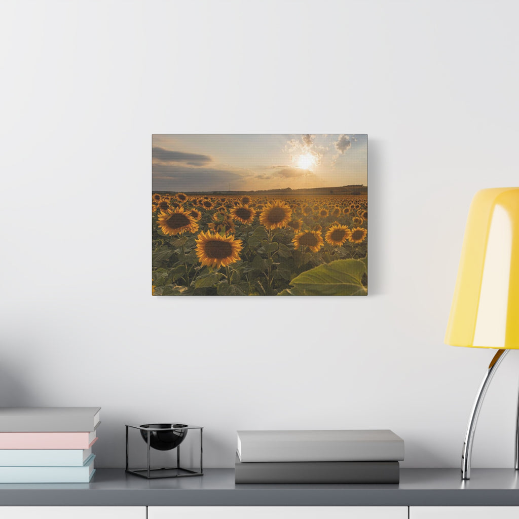 Canvas Sunflower Field at Sunset
