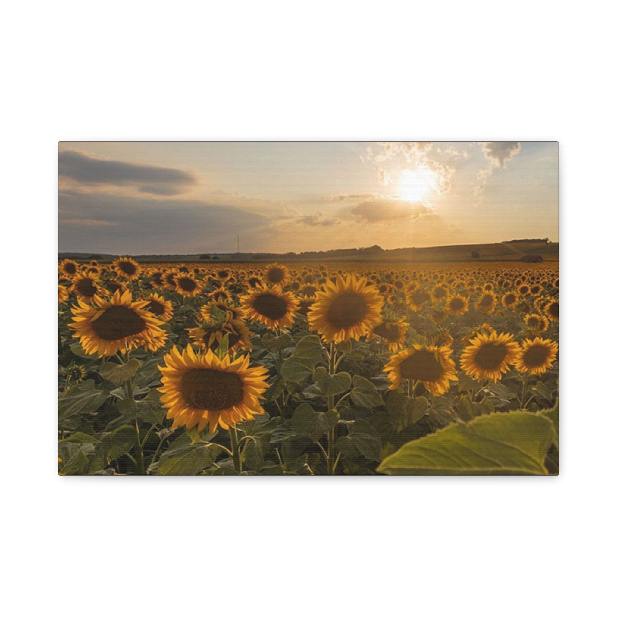 Canvas Sunflower Field at Sunset